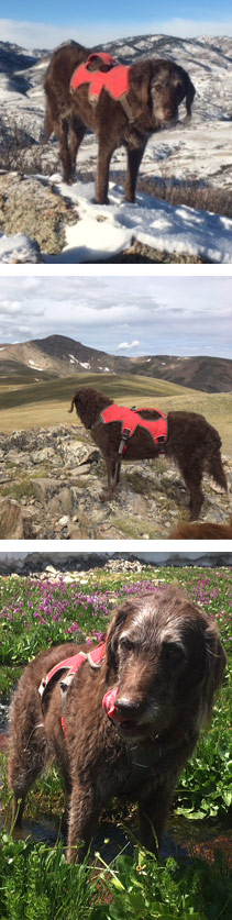 Photos of Summit the Mountain Dog